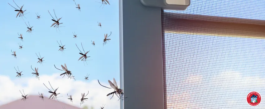 HHC - A swarm of mosquitoes entering an open window