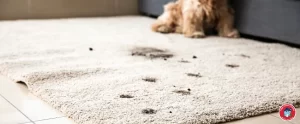 HHC - A trail of dirty paw prints on a living room floor